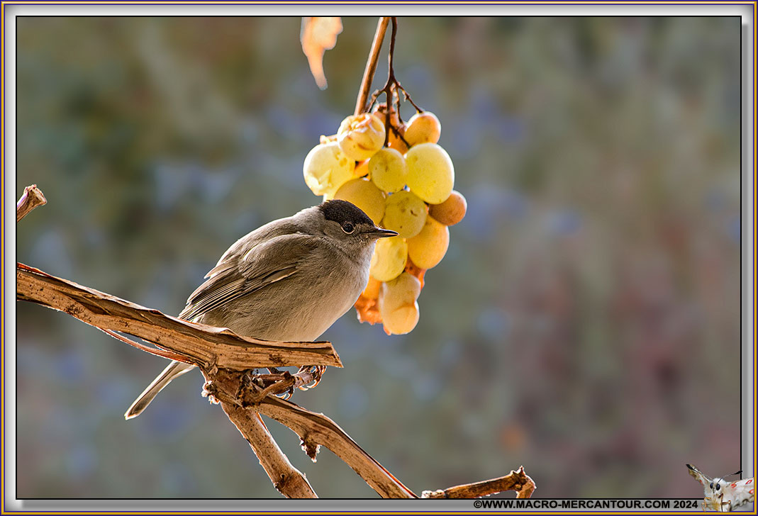 Fauvette à tête noire